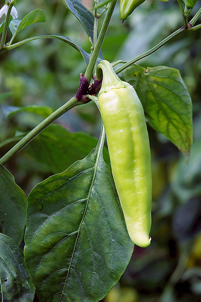 Paprika.