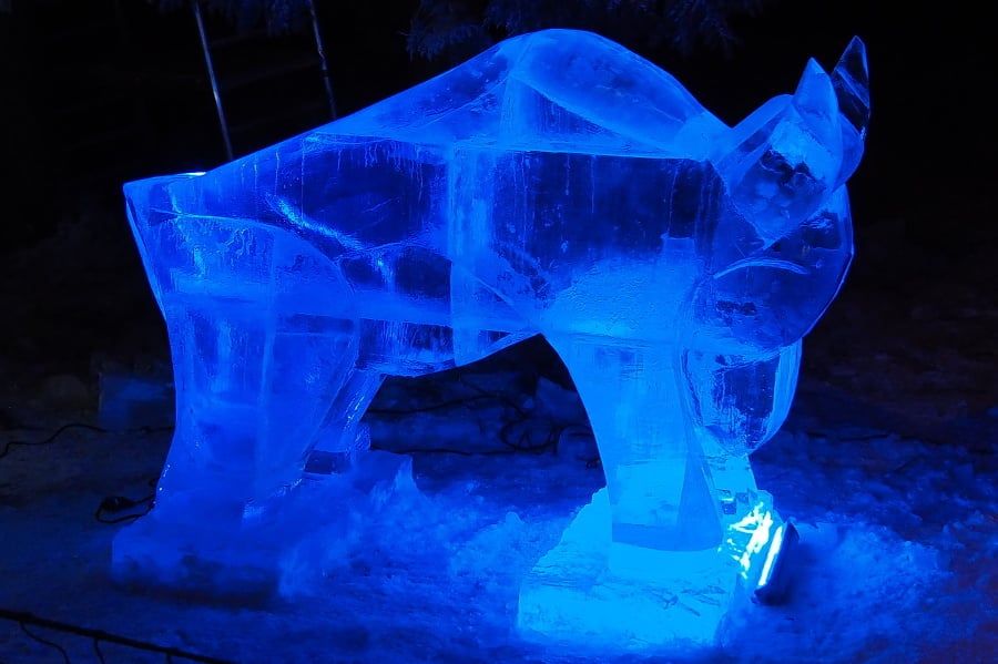 Ľadový býk.