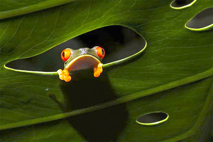 Žaba v Kostarike si