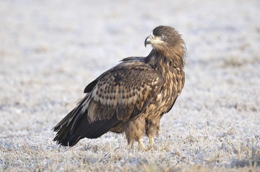 White-tailed eagle (Haliaeetus albicilla)