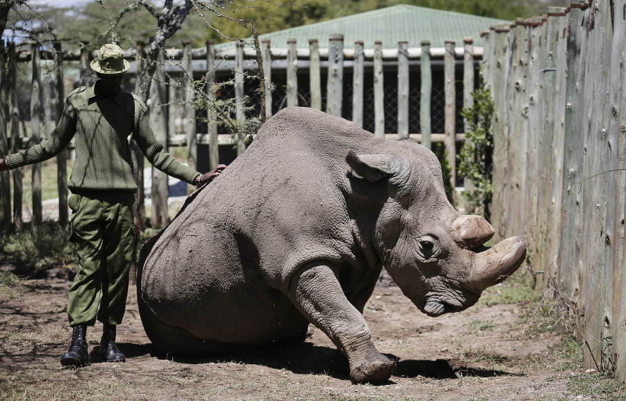 Uhynul posledný samec nosorožca