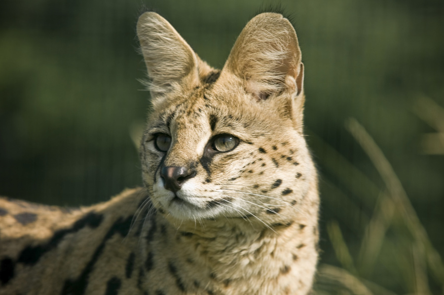 A Serval wildcat.