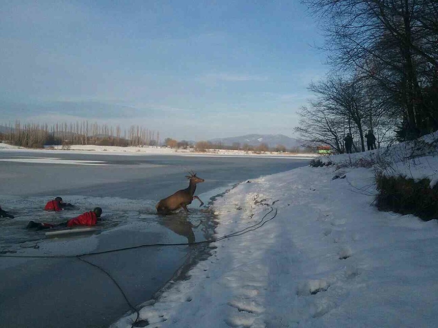 Záchrana jeleňa z vodnej