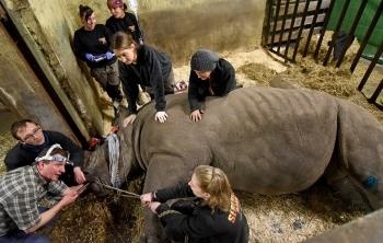 Jeden z najstarších nosorožcov
