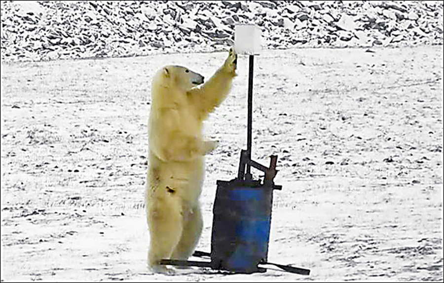 Medveď skúmal meteorologický prístroj