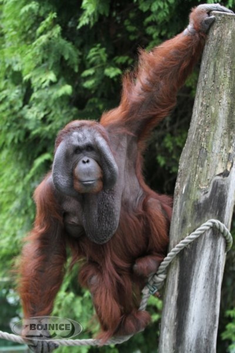 Orangutan bornejský.