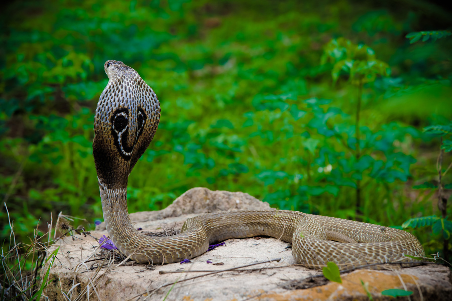 indian cobra snake