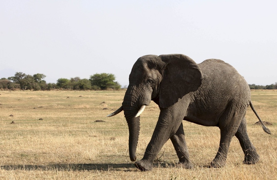 Slon (ilustračné foto)