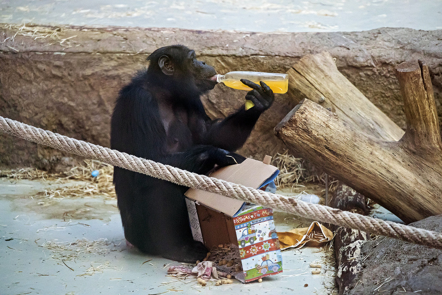 Darčeky pre šimpanzy: Vo