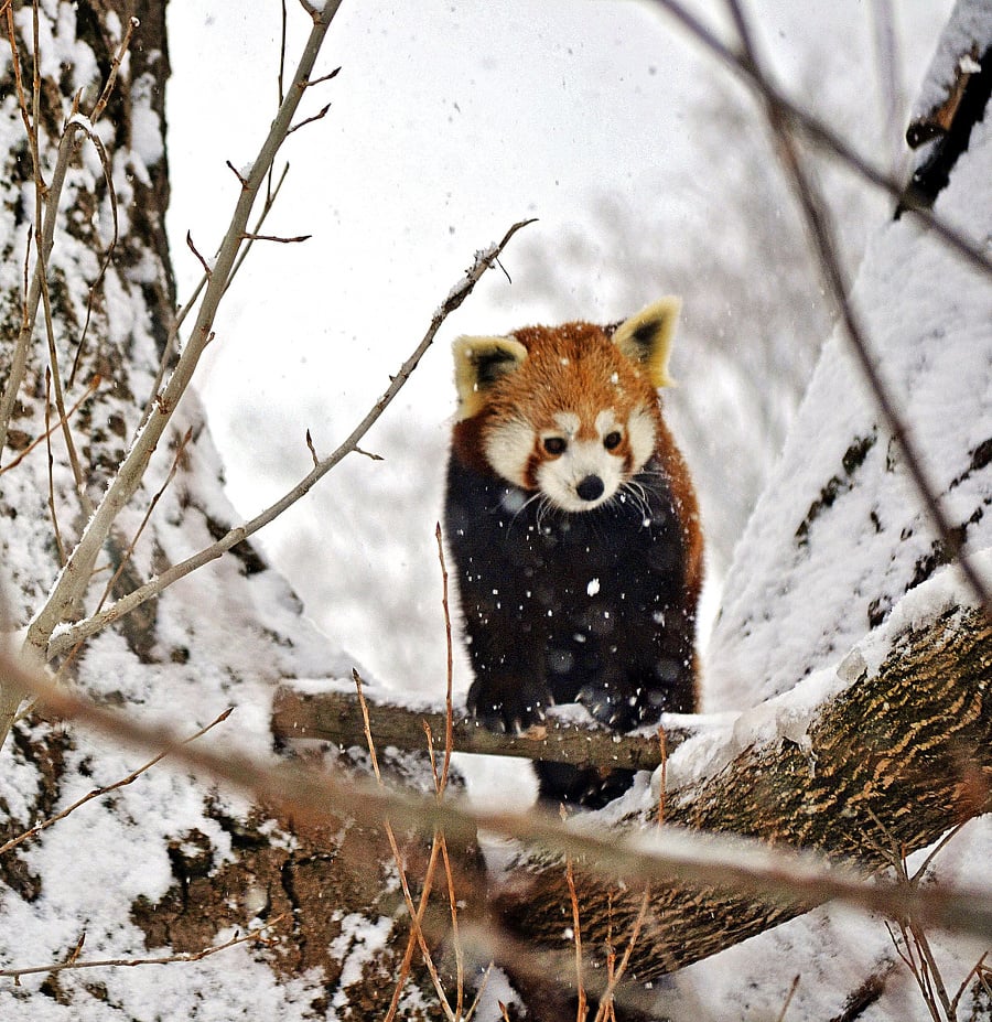 Panda červená: Zima je