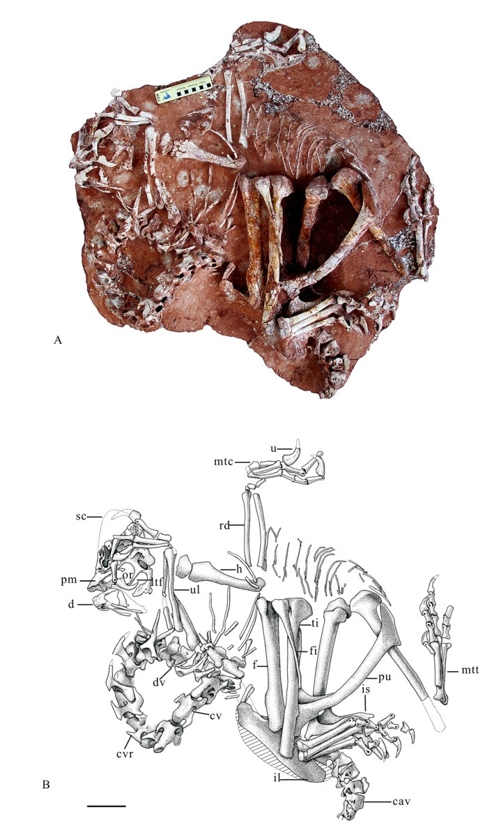 Kostra dinosaurasa našla priželezničnejrozširovanístanice