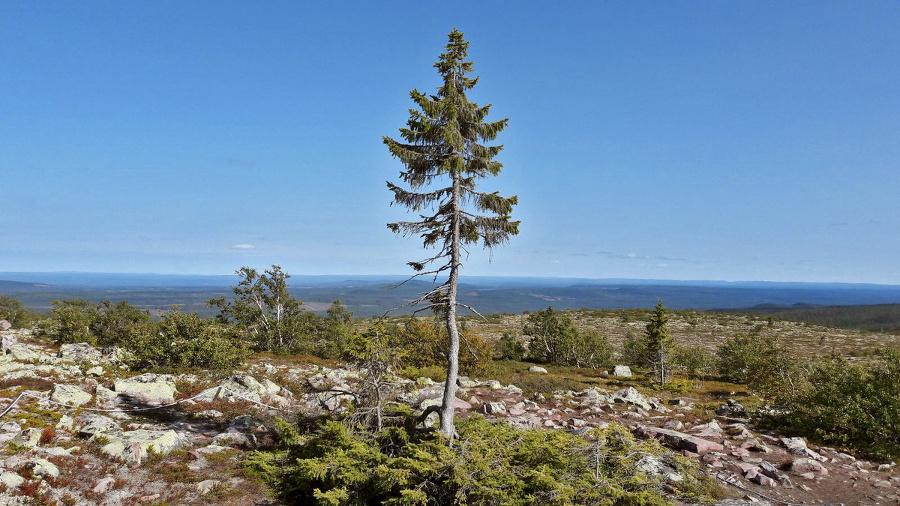 Old tjikko: Vek koreňového