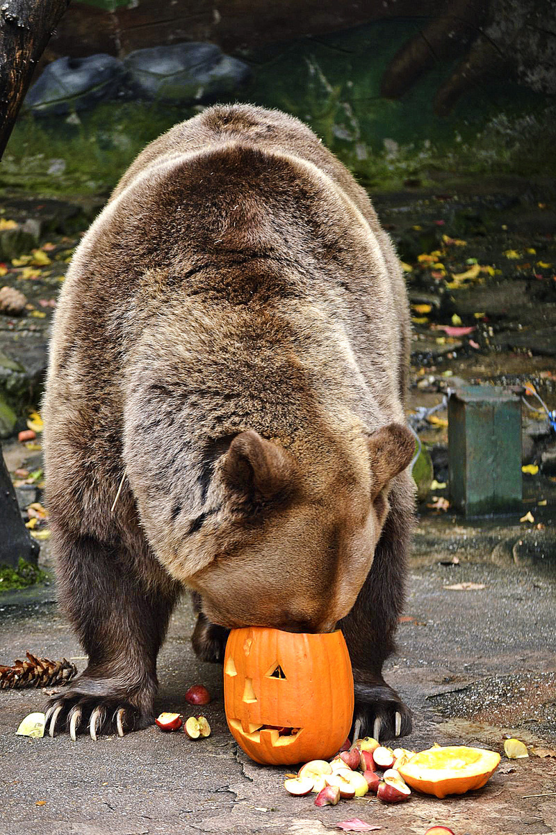 Na Halloween si rád