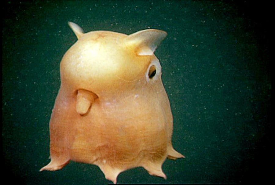 Grimpoteuthis- chobotnica