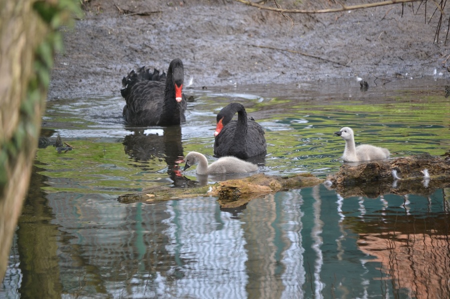 Čierne labute v bratislavskej