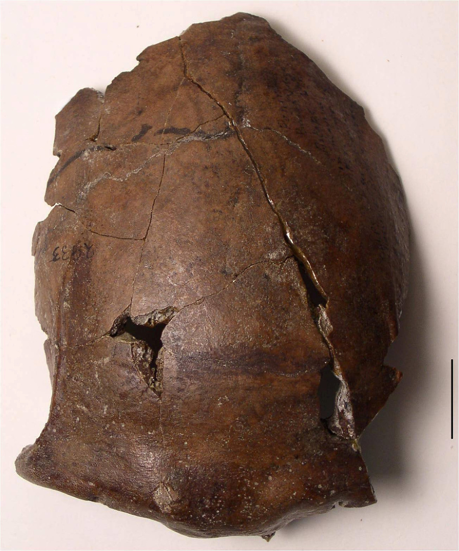 Fragment lebky odokryl vedcom úplne nové informácie z histórie.