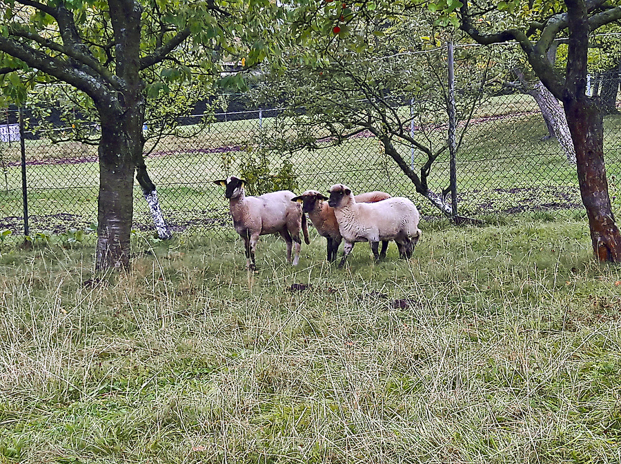 Podľa farmára Jaroslava sa