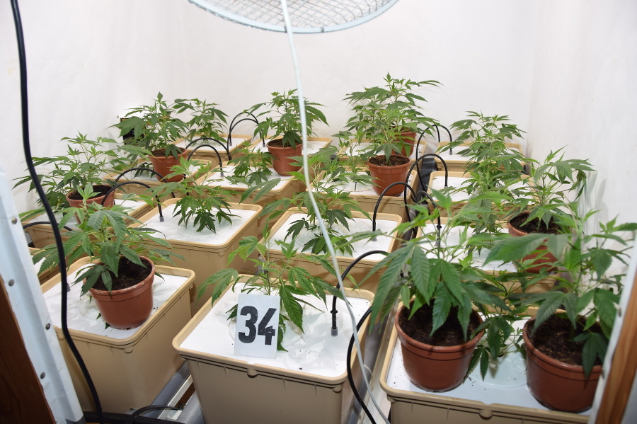 Tieto rastliny marihuany našli