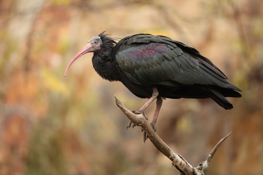 Ibis skalný: Takéto vtáky