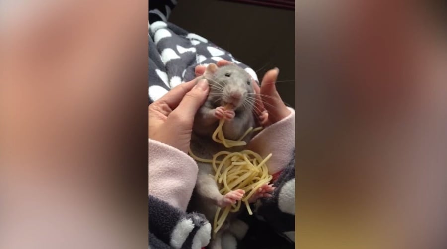 Potkanovi Baby zachutili špagety.