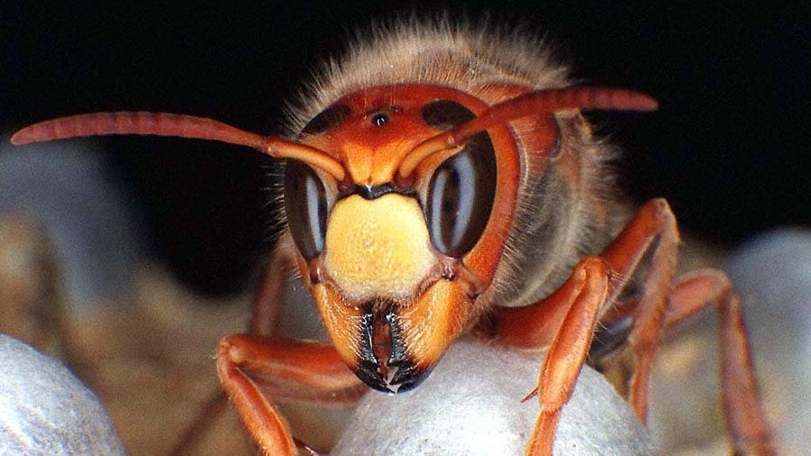 Sršeň obyčajný (Vespa crabro)