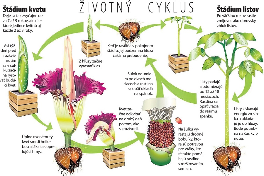 Životný cyklus.