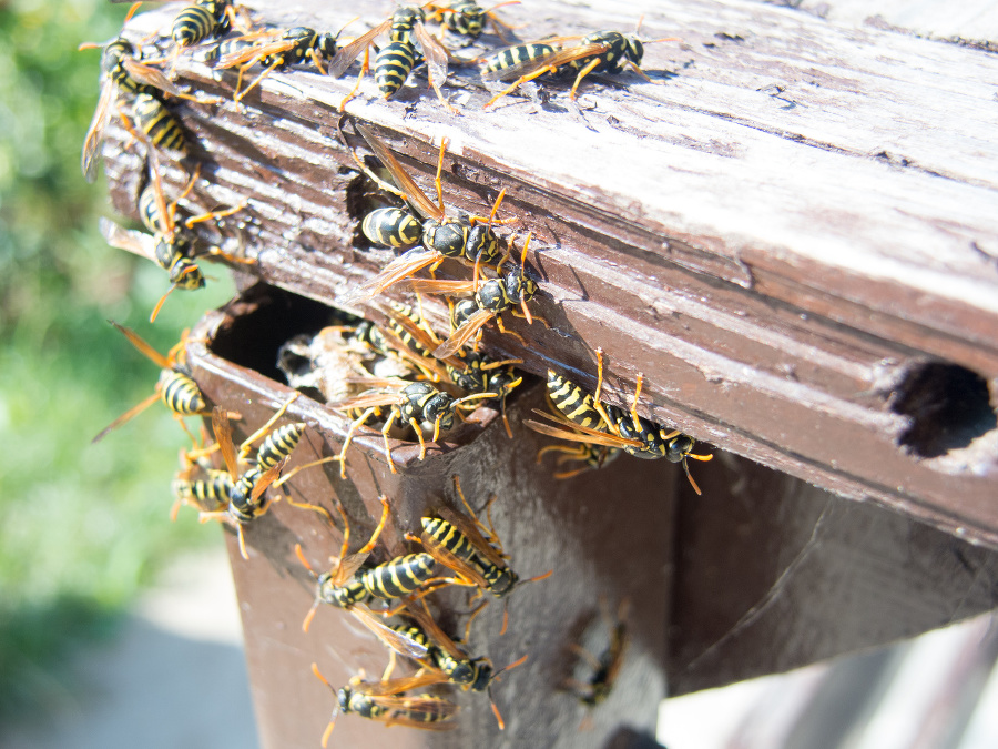 hornet nest and hornets