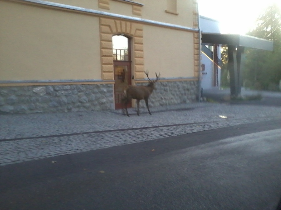 K hotelu Lomnica prišiel nečakaný návštevník. 