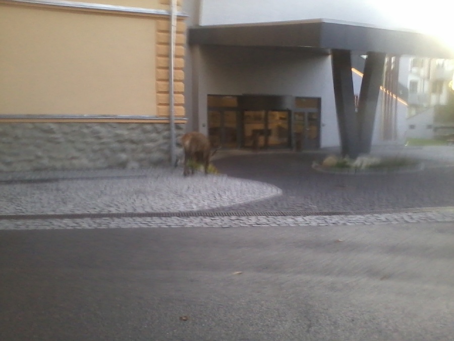 K hotelu Lomnica prišiel nečakaný návštevník. 