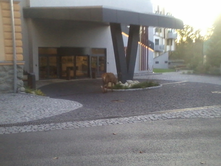 K hotelu Lomnica prišiel nečakaný návštevník. 
