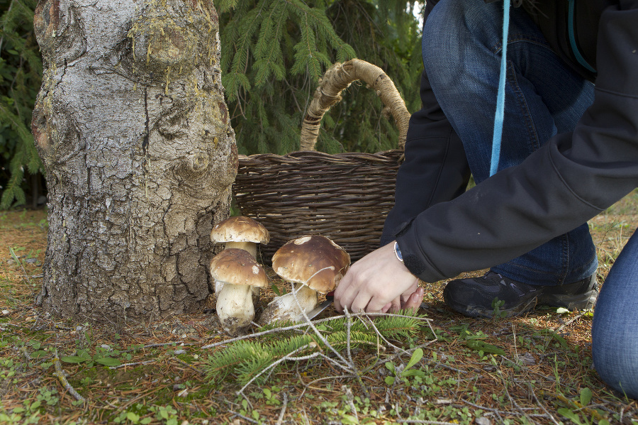 woman picking mushrooms in