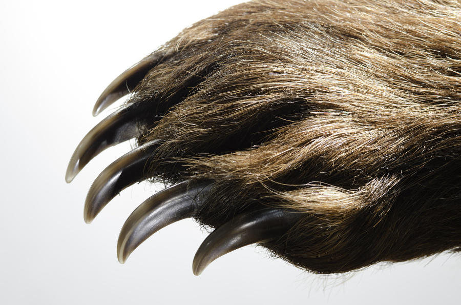 Bear paw with large