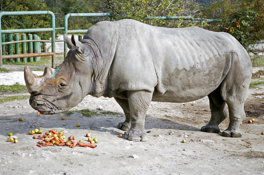 Nosorožec v bratislavskej ZOO.