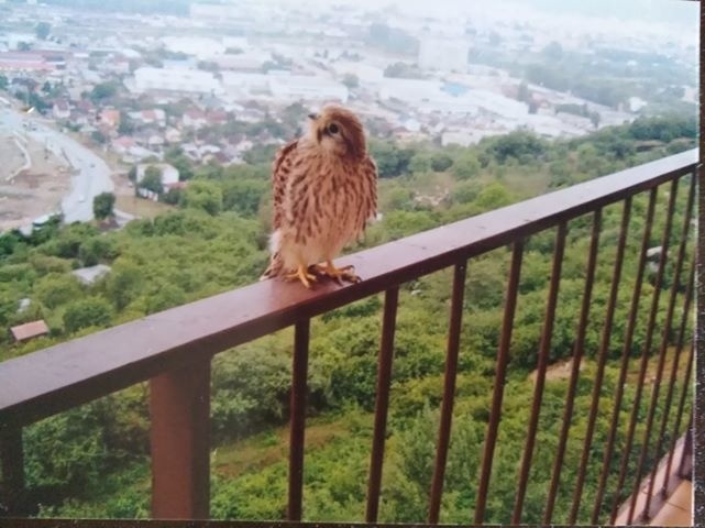 Košičania majú na balkóne