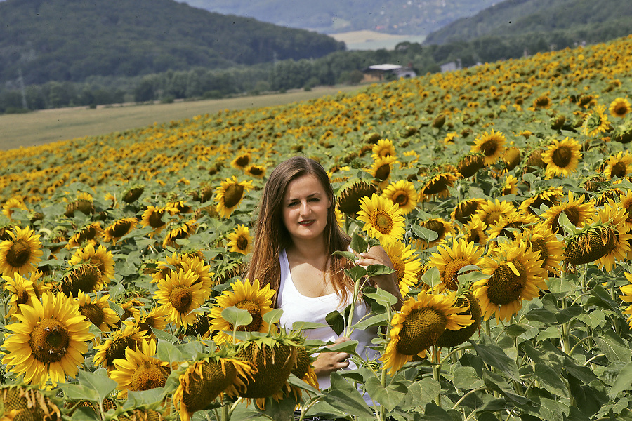 Ivete (22) sa slnečnice