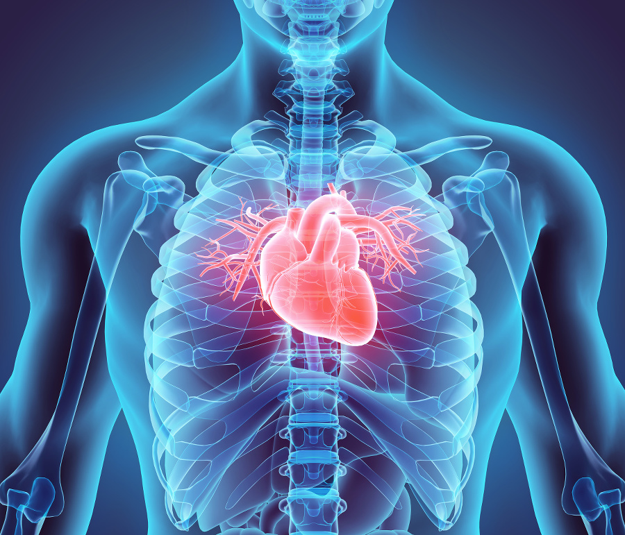 3D illustration of Heart