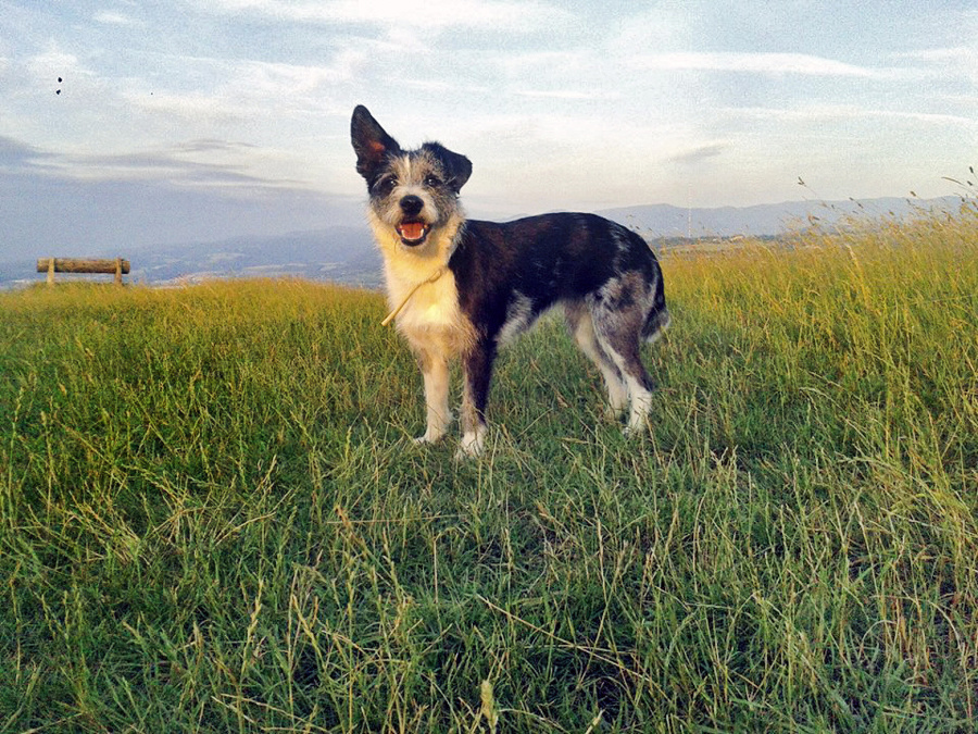 Charlie - kríženec kólie,