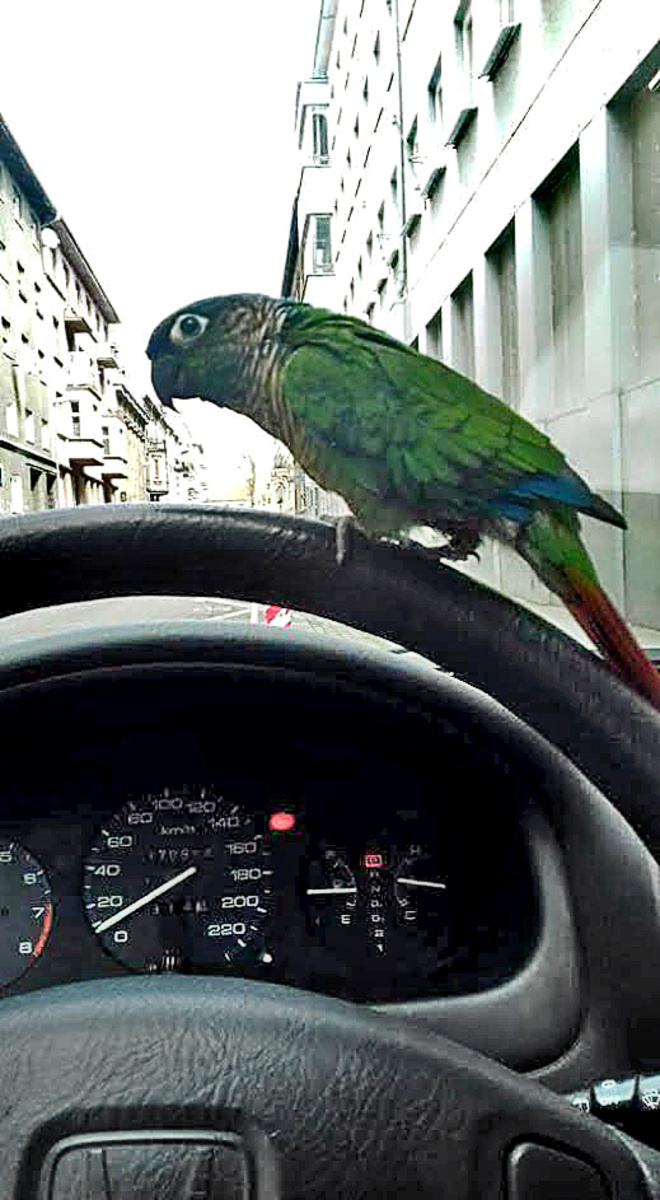 Papagáj bežne sleduje cestu