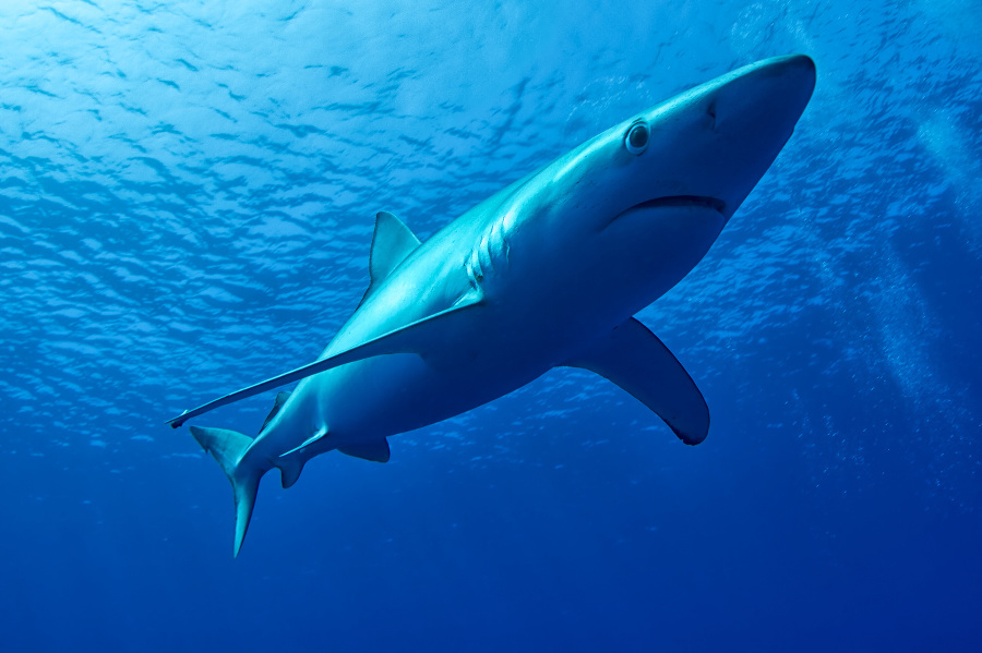 Blue Shark of Azores.