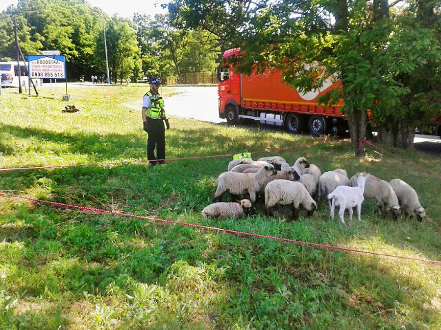 Stádo oviec tiež zvládli