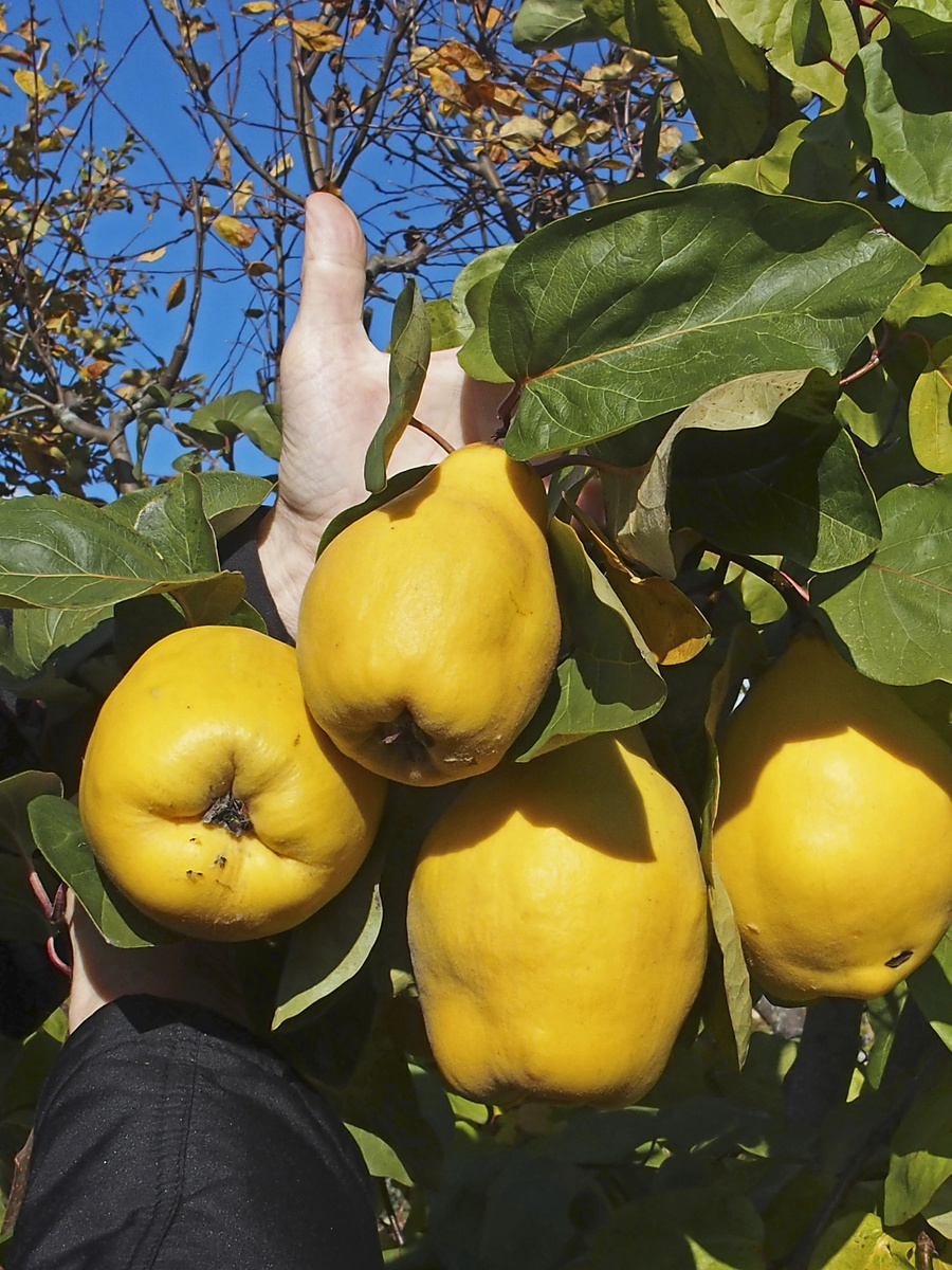 Výrazne žlté plody vážia