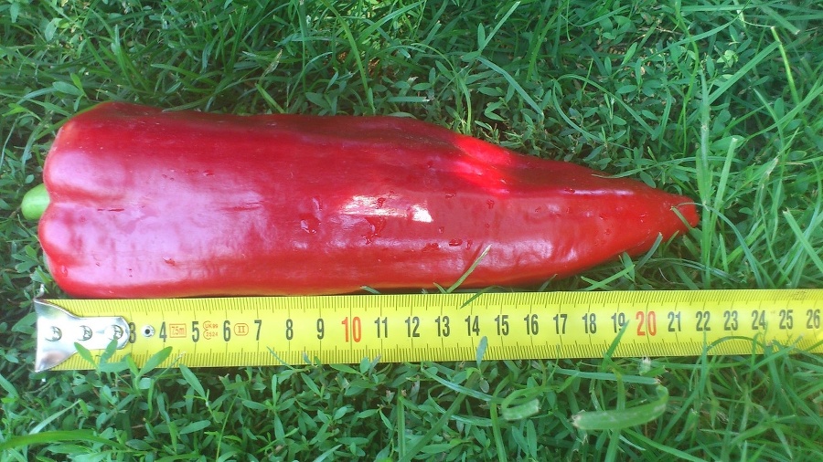 Paprika meria 22 centimetrov.