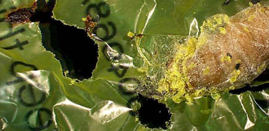 Larva vijačky voštinovej dokáže