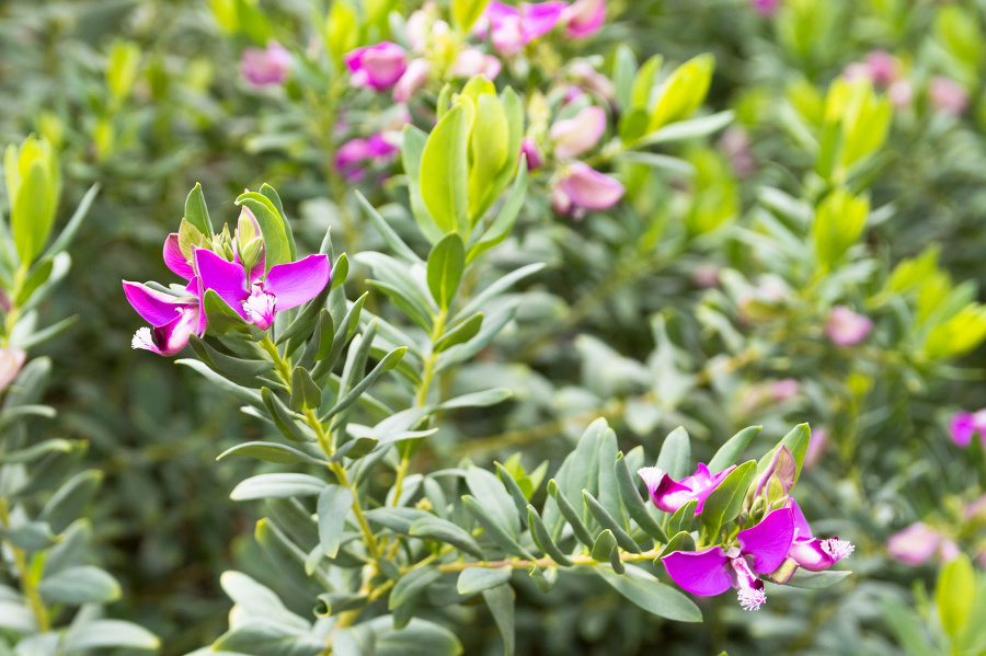 Rastlina polygala nádherná sa