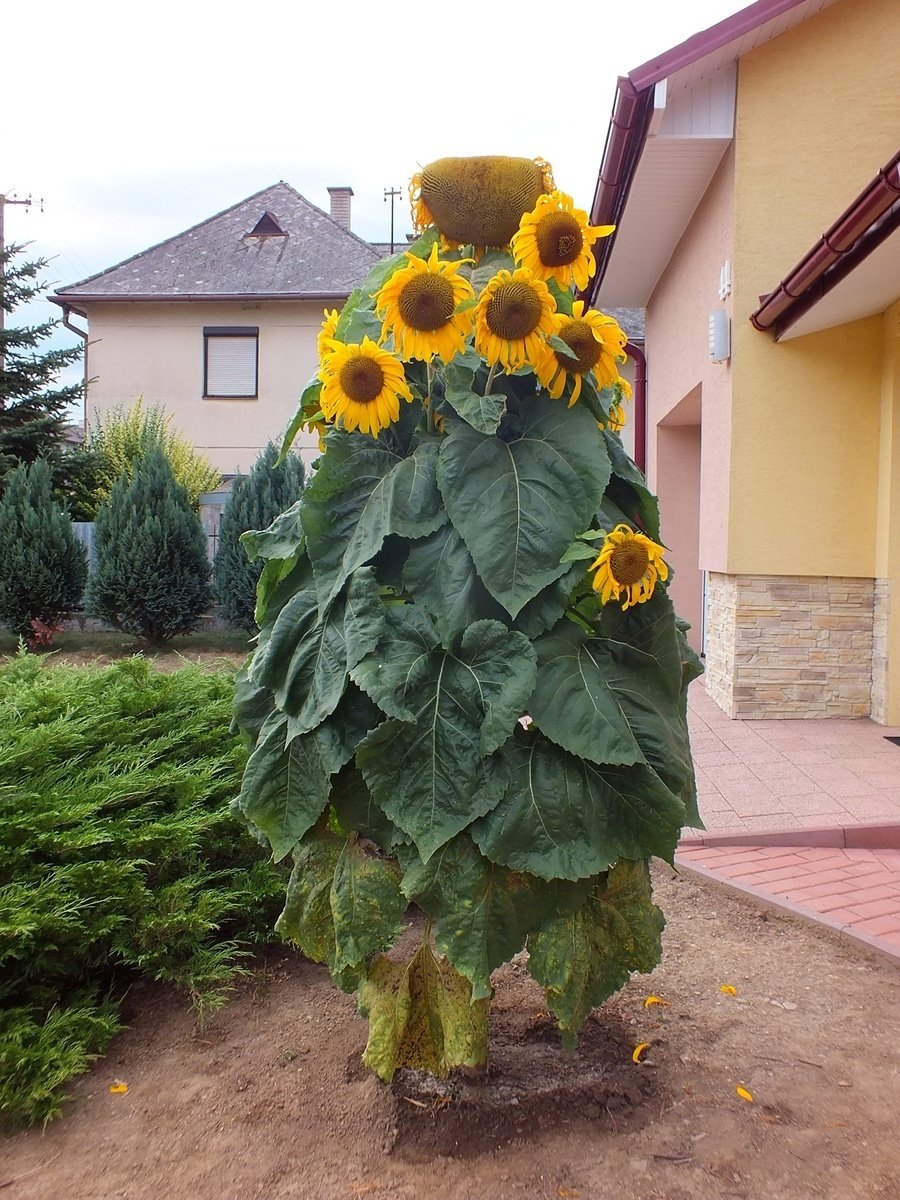 Netypická slnečnica má viac