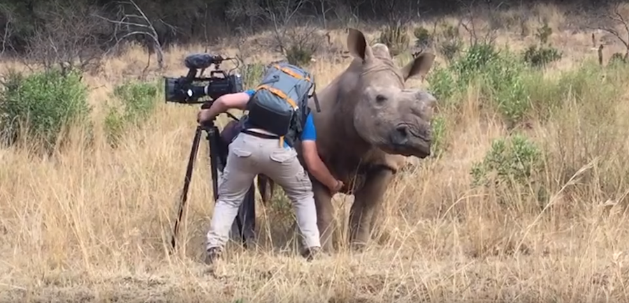 Nosorožec sa dožadoval pozornosti