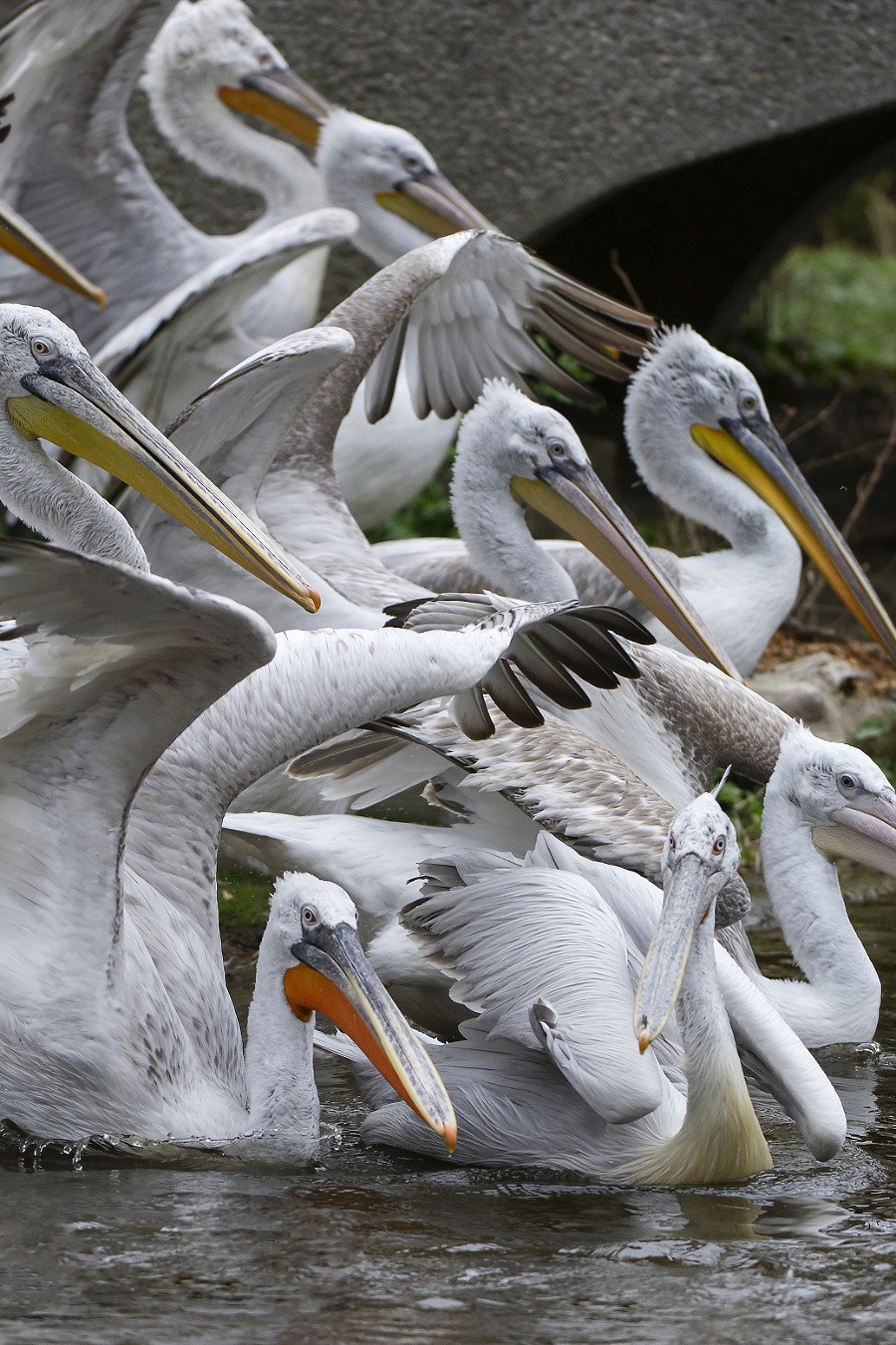 Kŕdeľ pelikánov v rakúskej