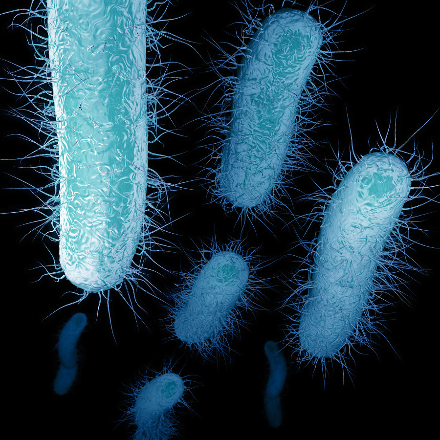 Enterobacteriaceae