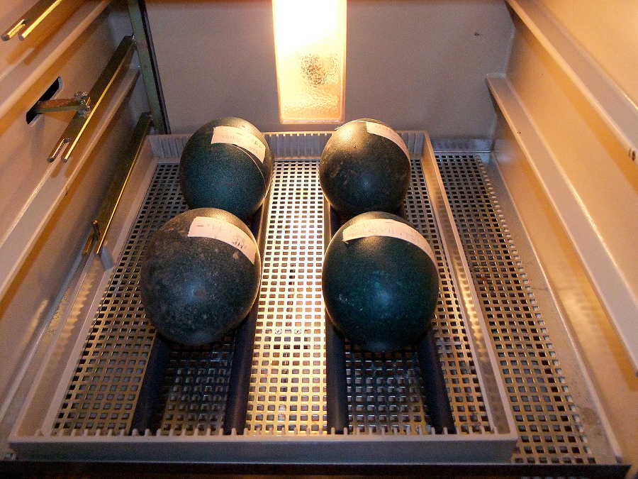 Vajcia majú hmotnosť 380