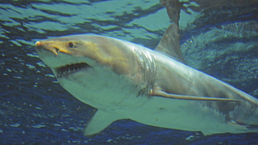 Fotka žraloka bieleho z